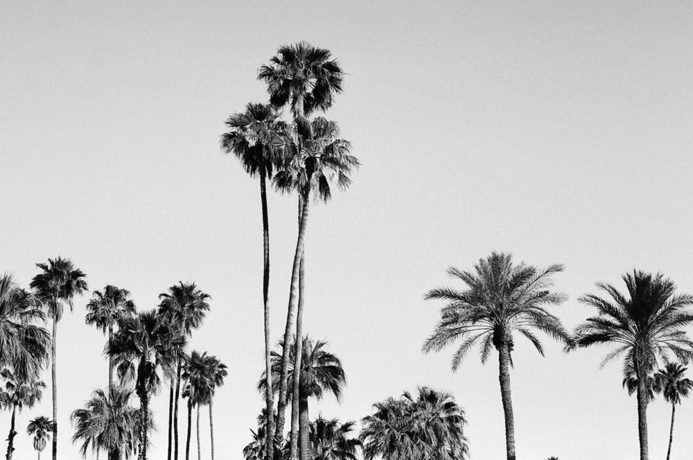 palmtrees_wintersun